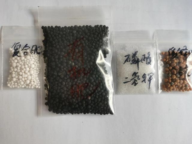 怎样养好一盆菊花？从扦插到上盆，如何施肥控高，新手养菊秘籍