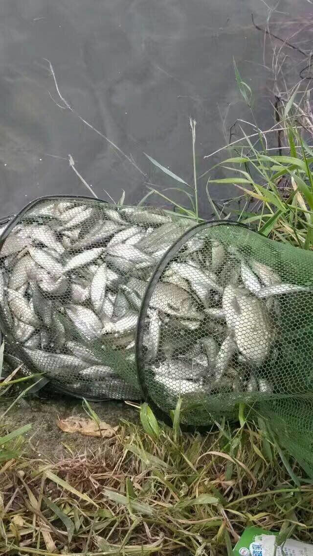 溪流鱼虽小但是品种多味道好，掌握这几个技巧渔获少不了