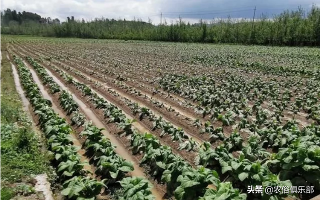 烤烟被冰雹损害，按一千块一亩赔偿，为何农民还是感叹今年亏了？