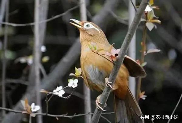 新手驯养画眉鸟，这4点基础可以了解一下，能少走很多弯路