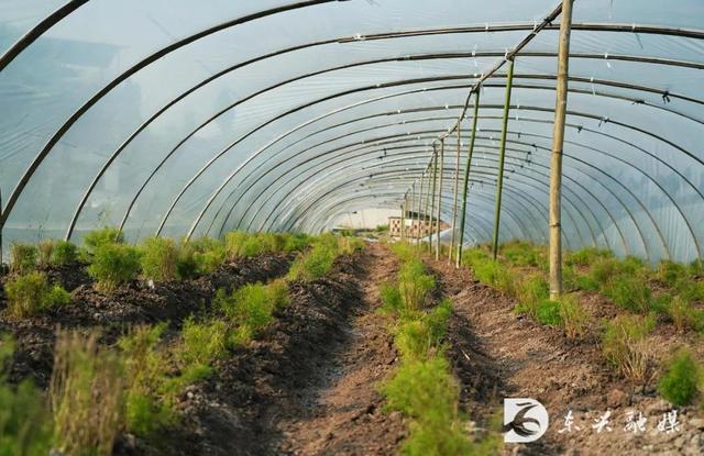 天冬药材跨越千年，助力东兴区收获幸福生活