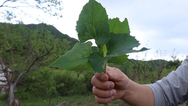 东北农村大山上都有哪些野菜？你认识几种？蒸2锅包子吃不够