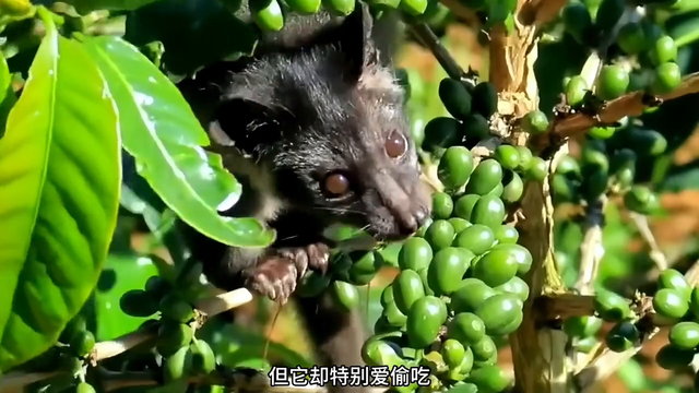 原来是麝香猫成就了猫屎咖啡#咖啡