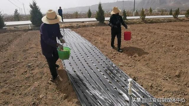 【春耕进行时】新集镇苗家村：不负春光播希望 蔬菜基地种植忙