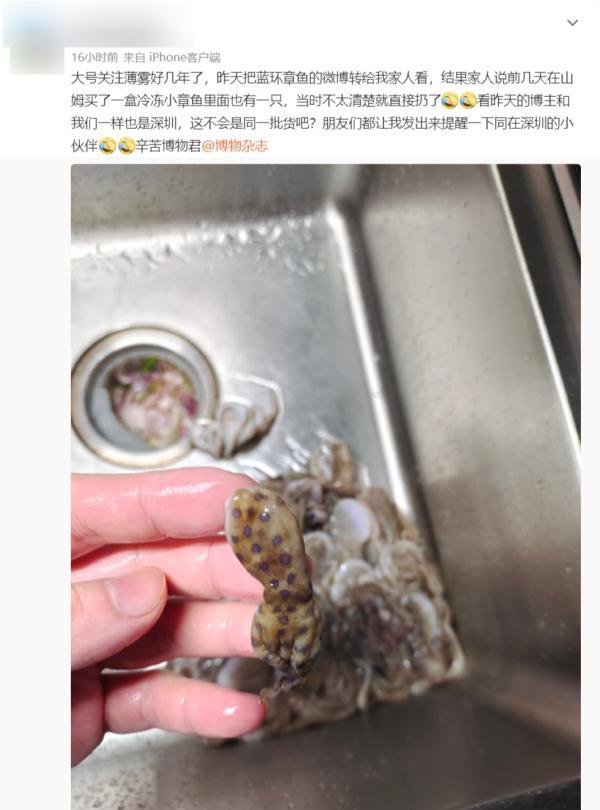 又是蓝环章鱼？网友称在超市买到，剧毒生物如何流入市场？