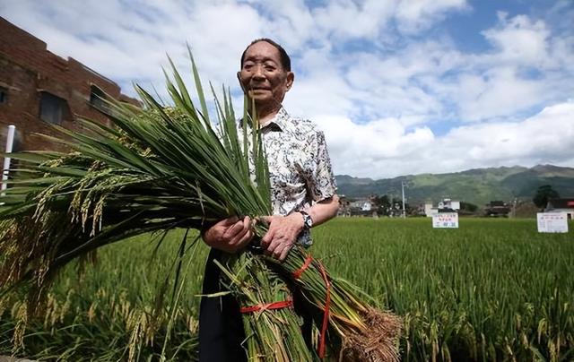 湖南有一个农民今年试种了50亩巨型水稻！产量可能高达2000公斤！