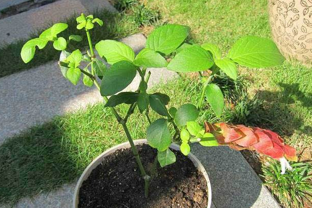 虾衣花盆栽掉叶不开花，从栽培到后期养护，掌握四点就能全部解决