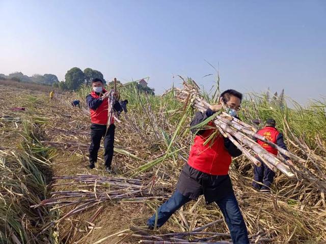 一天抢收甘蔗2000余斤，这些志愿者太棒了