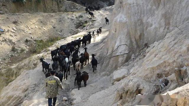 玉林陆选村：黑山羊养殖托起致富梦