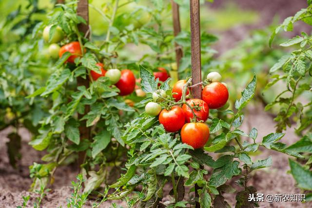 详细介绍大棚番茄高产、高品质种植技术，农户可以学一下