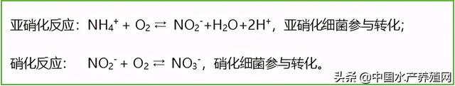 池塘亚硝酸盐迟迟降不下来，后果可能很严重！可能有哪些原因？