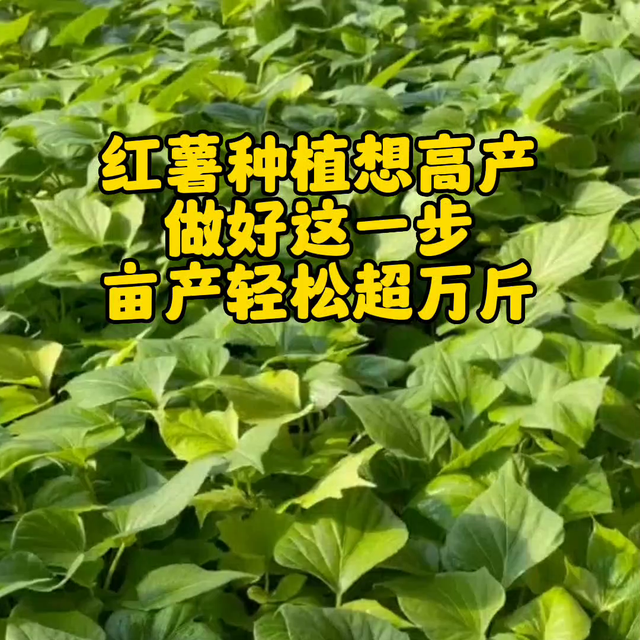 红薯做好这一步，亩产万斤不是事！#农业种植