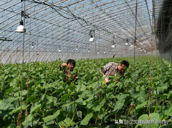 「脱贫故事」辽宁建昌县：设施农业助力苇子沟村全面脱贫