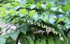 中草药黄精种植技术(种植黄精的时间和方法，种植黄精怎么施用复合肥)