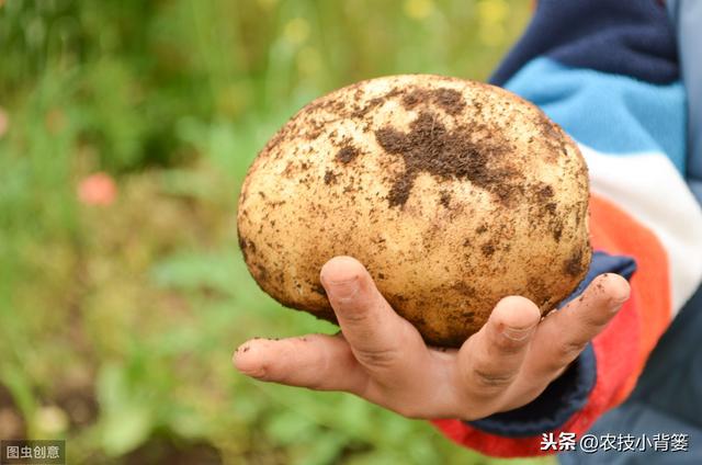 马铃薯种植高产有技巧，生长中后期做好这五项管理能增产