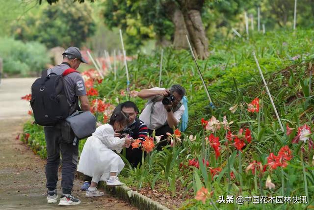 东莞圣荔园：50万株朱顶红激情绽放 堪称国内最大朱顶红林下花海