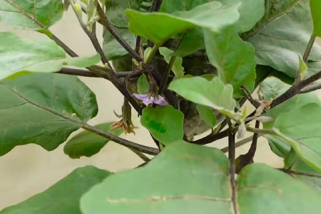 茄子倒栽在油桶里，与众不同的种植方法，花可赏果可摘