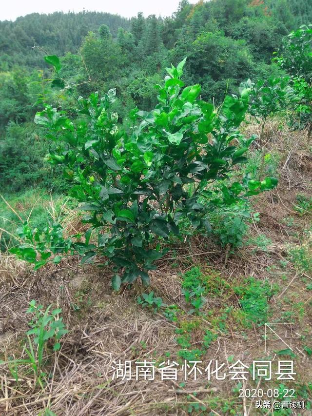 柑橘高效栽培技术及精细化管理措施探究