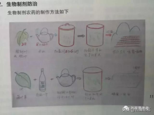 这几个秘诀可以防虫，不用任何农药，照样在农村种好庄稼