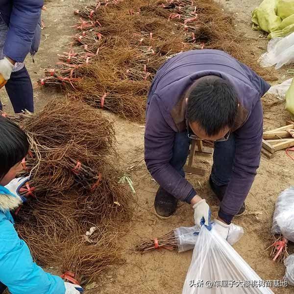 克伦生葡萄苗品种优势特点有哪些？栽植适应什么环境土壤