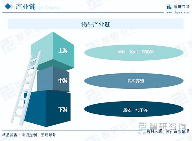 一文浅析2023年中国牦牛养殖现状、优势养殖区域及未来发展前景