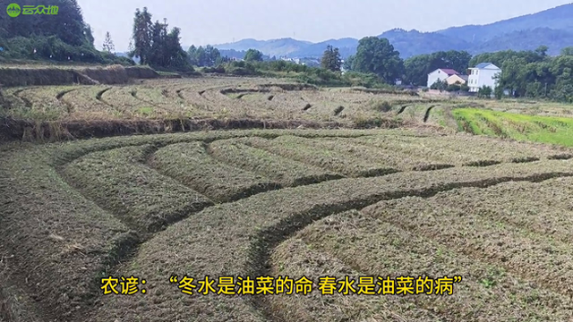 油菜如何做好水分管理？关键是开好三沟#油菜种植