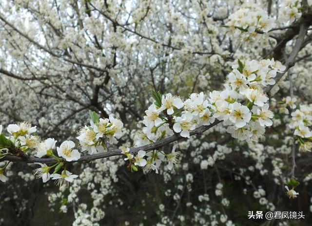 湖北宜昌：李花映高楼，一棵高约5米的李树成农家庭院“守护神”