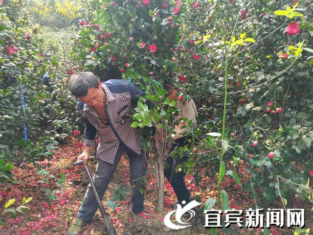 茶花好看！也能增收……