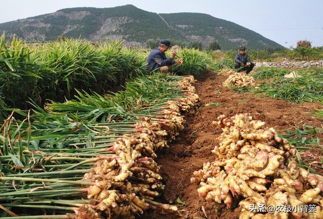 生姜培土高产优收：何时培土？培几次土？培多深？培土有技巧吗？