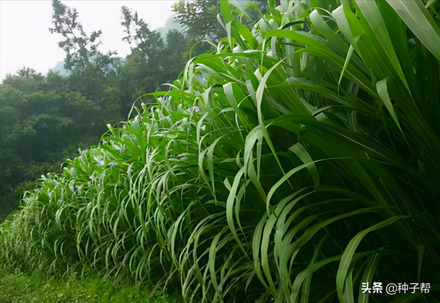 河南养牛、羊种什么牧草？种草到底是不是个坑？给大家算算账