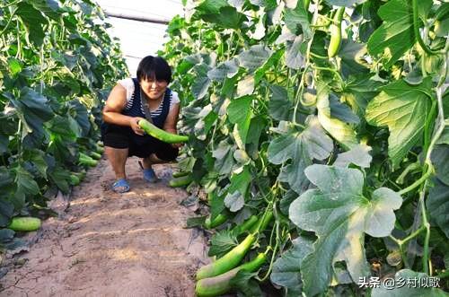 羊角蜜清脆爽口甜如蜜！我们如何种植好呢？