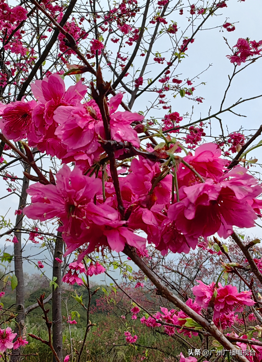 广州：樱花绽放来报春！ “好运”“旺地”陆续来