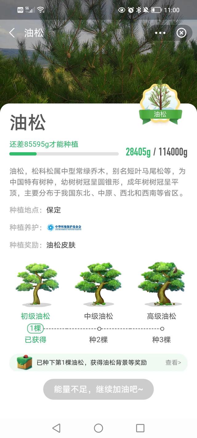 在蚂蚁森林里积攒三年多的能量，我终于在保定种植了一棵油松树