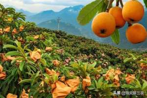 怎样种植枇杷(海天聊三农：枇杷树的种植流程有哪些呢？关键要点都在这里)