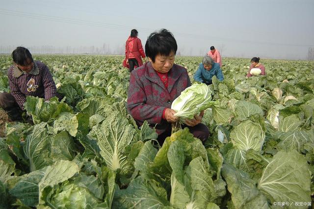 头伏萝卜二伏芥，到了三伏种白菜，萝卜白菜应该什么时间种？