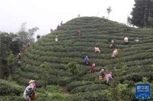 贵州种植茶叶(贵州：一片茶叶走出的乡村振兴路)