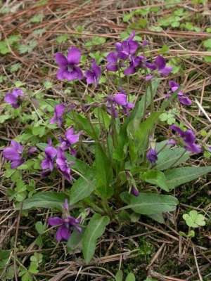 紫花地丁种植技术(《中药学》紫花地丁)