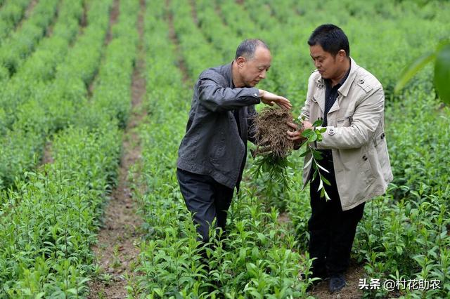 北苍术投资种植收益评估分析 收益价格较为平稳