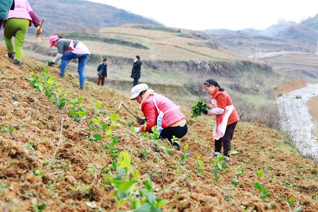 春季茶苗移栽该怎么做？如何提高茶树种植成活率？看完你就懂了