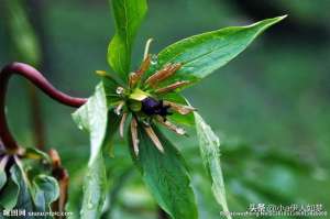 虫蝼种植技术(重楼种植技术)