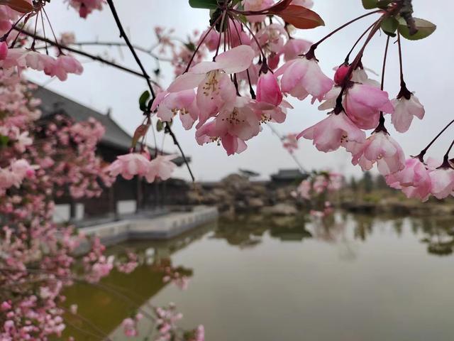 以花为媒讲好出彩故事！西平县启动海棠文旅宣传月系列活动