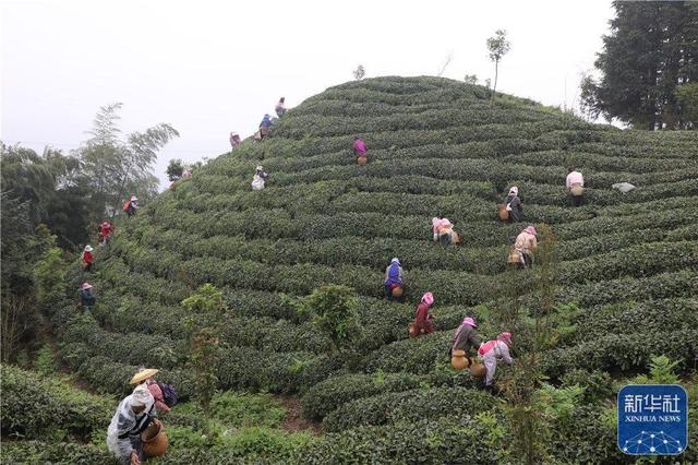 贵州：一片茶叶走出的乡村振兴路