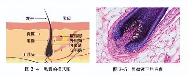 植发有哪些潜在的危害及后遗症?