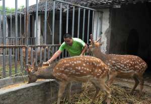 肉鹿养殖(在农村养殖20头梅花鹿，大概一年挣多少钱，怎么养殖好？)