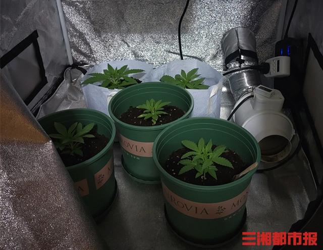 “以种养吸”？湘潭男子衣柜内自制温室种大麻