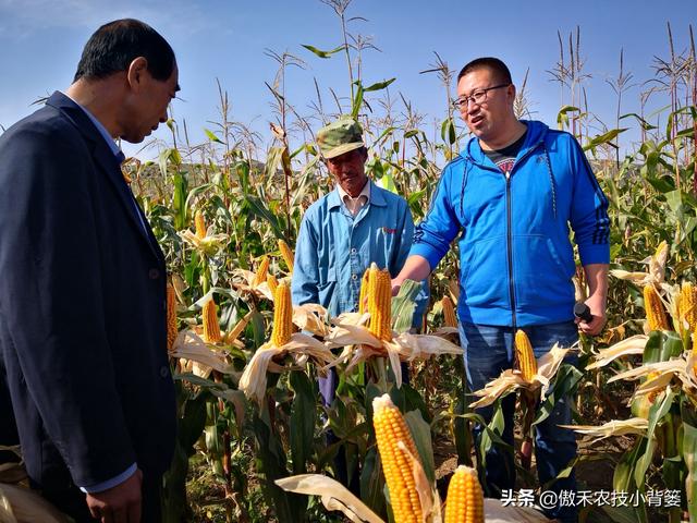 玉米怎样种植管理产量高？重点抓好这3个生长阶段的管理