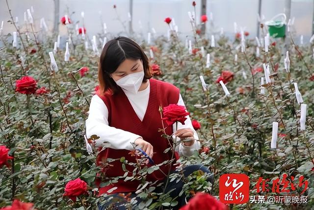 临沂：玫瑰飘香销售旺