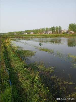 什么浅水养殖(4亩田的水稻田，如何在不改造的前提下额外养殖收获一季小龙虾？)