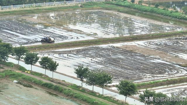 稀客→常客！大批鹭鸟“安家”鄂州峒山