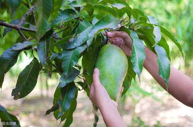 芒果的种植、管理和修剪技术